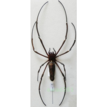 Nephila pilipes (Fabricius, 1793) +140mm Indonesia, Java Is8f